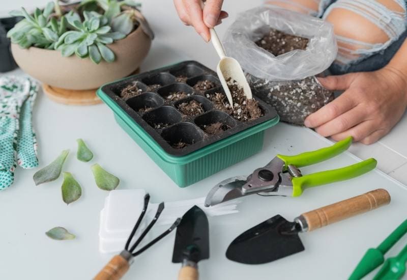 How to Feed Succulents