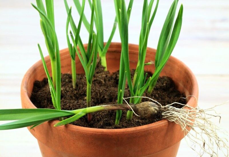 How to Grow Garlic Indoors Indoors Like a Pro
