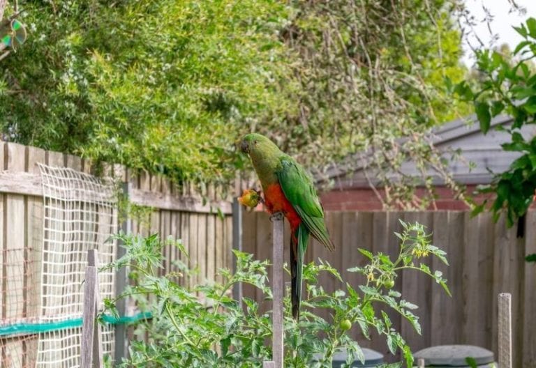 How to Protect Tomatoes From Birds (2)