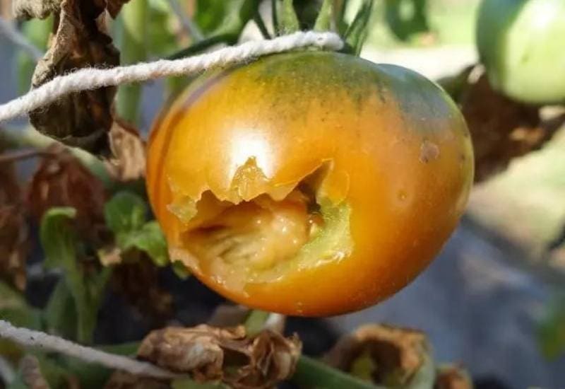 Identifying Bird Tomato Plant Damage