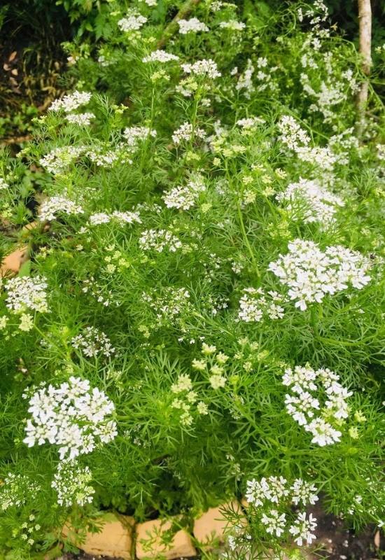 Is cilantro bolting bad