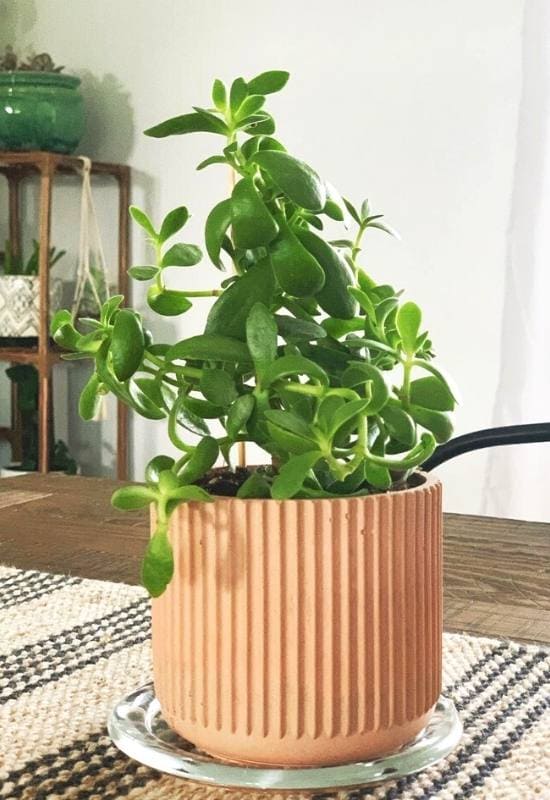 Jade Plant (Crassula ovata)