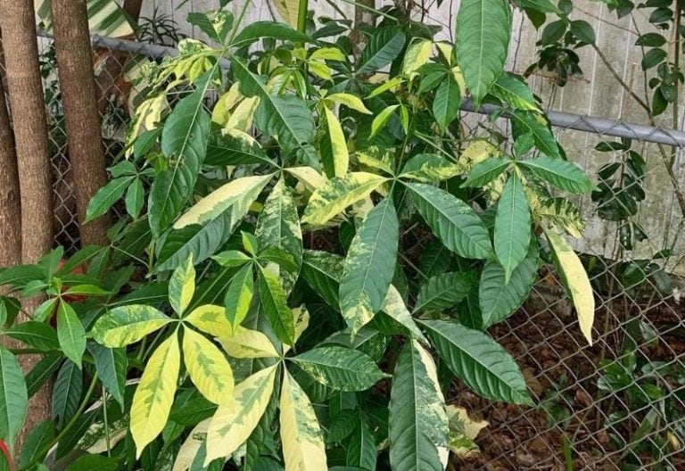 Money Tree Leaves Turning Yellow? Here’s Why and How to fix it