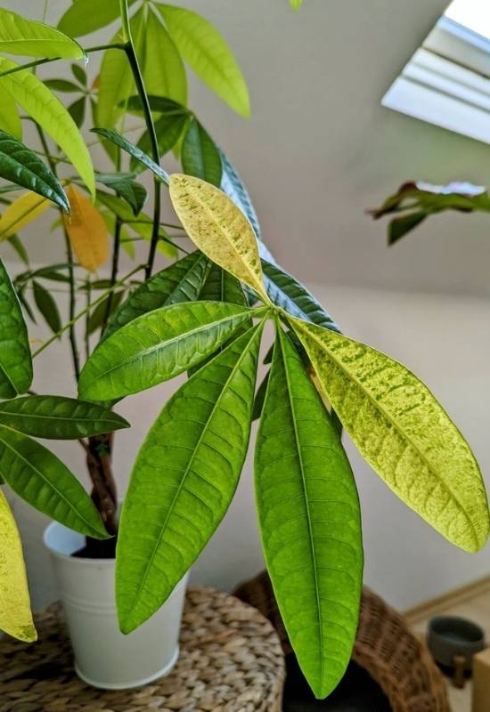 partial yellowing of money tree leaves