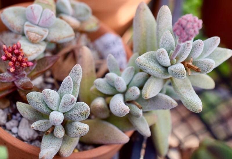 15 Succulent Plants with Fuzzy, Velvety Leaves That Are Fun to Grow and Display 19