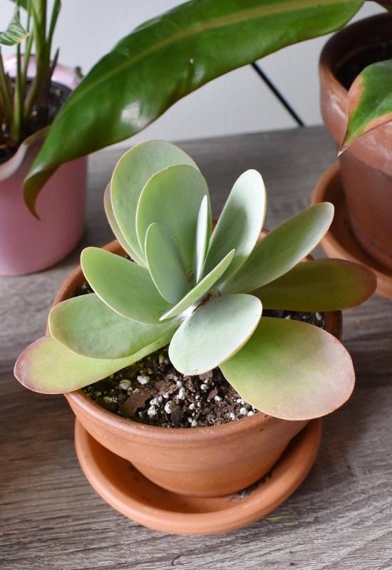Paddle Plant (Kalanchoe luciae)