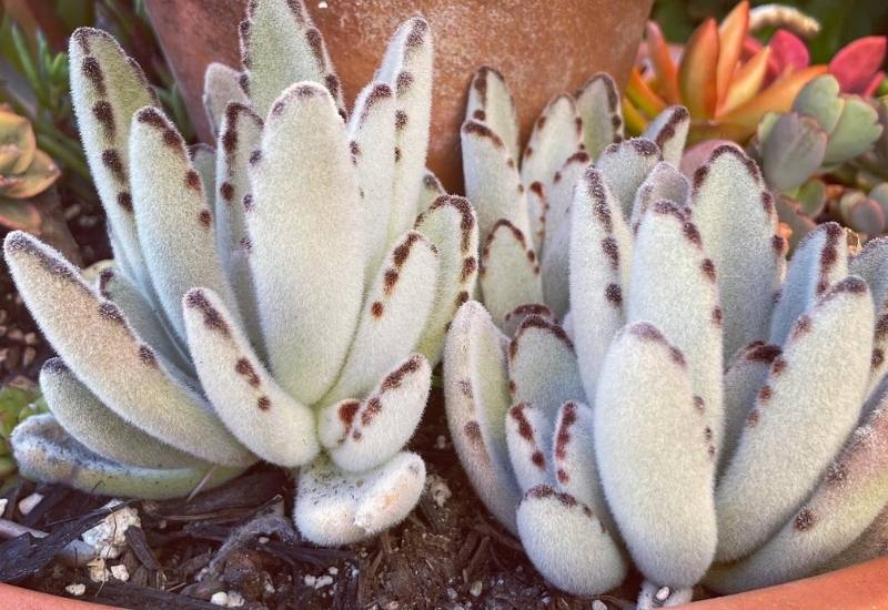 15 Succulent Plants with Fuzzy, Velvety Leaves That Are Fun to Grow and Display 9