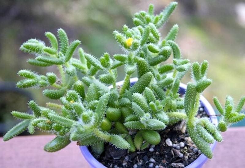 15 Succulent Plants with Fuzzy, Velvety Leaves That Are Fun to Grow and Display 7