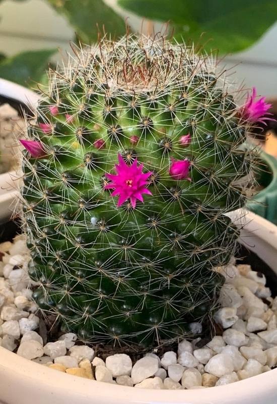 Pincushion Cactus (Mammillaria crinita)