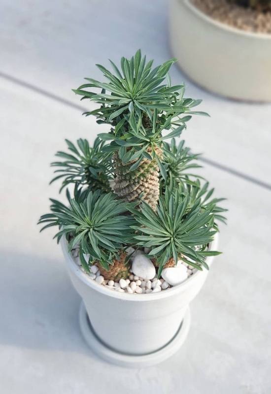 Pine Cone Plant (Euphorbia bupleurifolia)