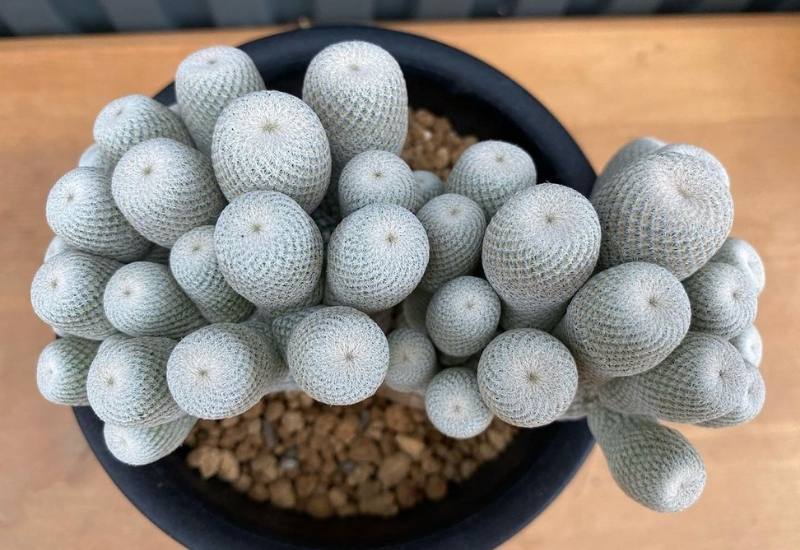 Ping-Pong Ball Cactus (Epithelantha bokei)