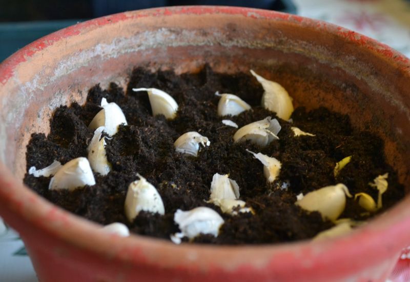 Planting Garlic In Pots