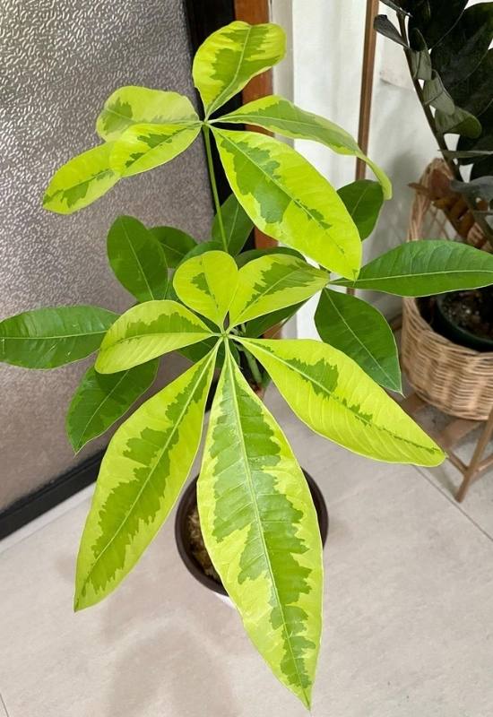 yellowing of leaves money tree due poor humidity