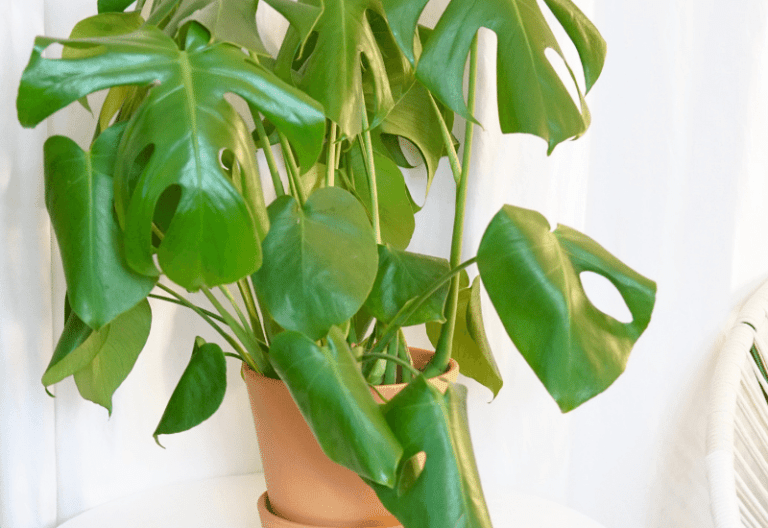 Reasons Why Your Monstera Leaves Are Curling and Some Easy Solutions to Help Your Plant Thrive Again