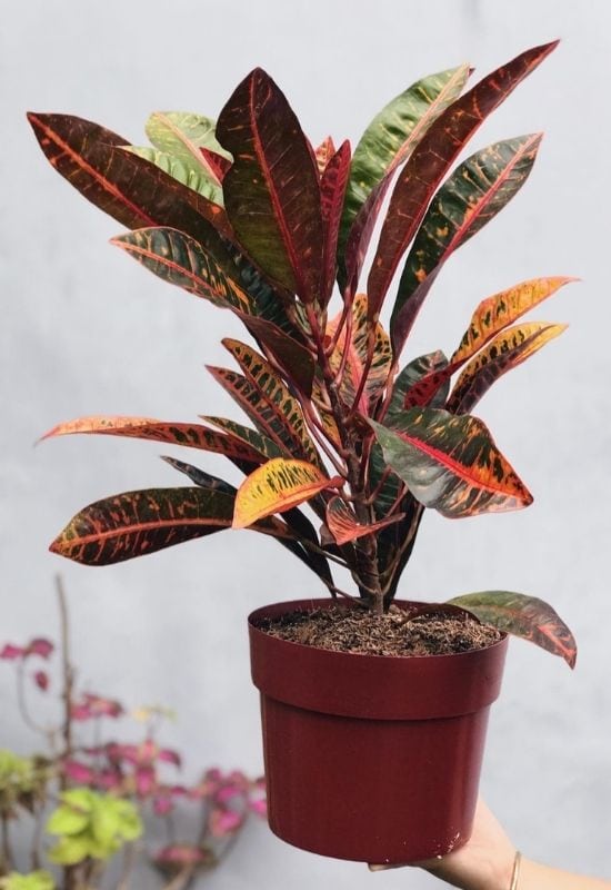 Red Ice ton’ Croton