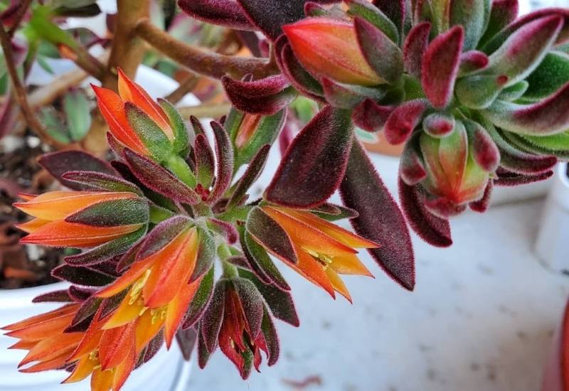 15 Succulent Plants with Fuzzy, Velvety Leaves That Are Fun to Grow and Display 9
