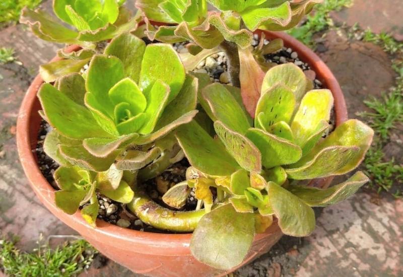 15 Succulent Plants with Fuzzy, Velvety Leaves That Are Fun to Grow and Display 14