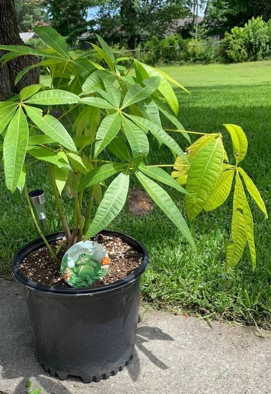 Money Tree Leaves Turning Yellow? Here's Why and How to fix it 15