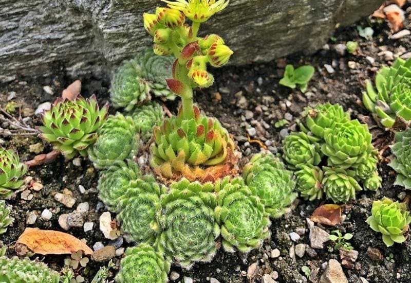 15 Succulent Plants with Fuzzy, Velvety Leaves That Are Fun to Grow and Display 16