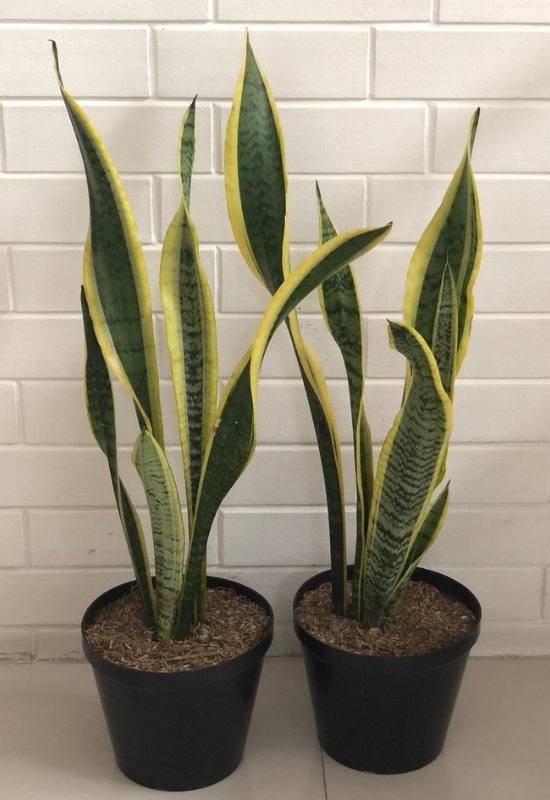 Variegated Snake Plant (Sansevieria trifasciata var. laurentii)