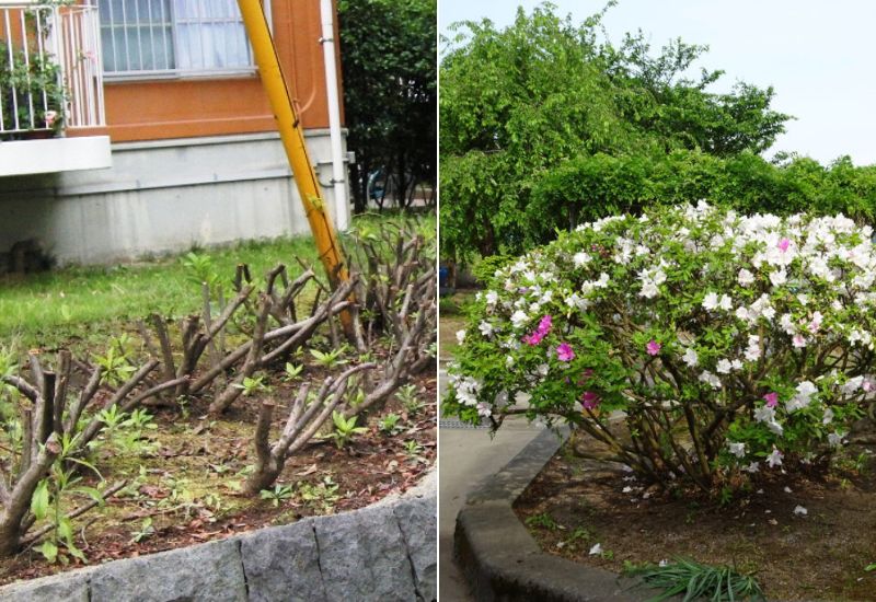 When And How To Prune Azalea Bushes For Vigorous Blooms Year After Year