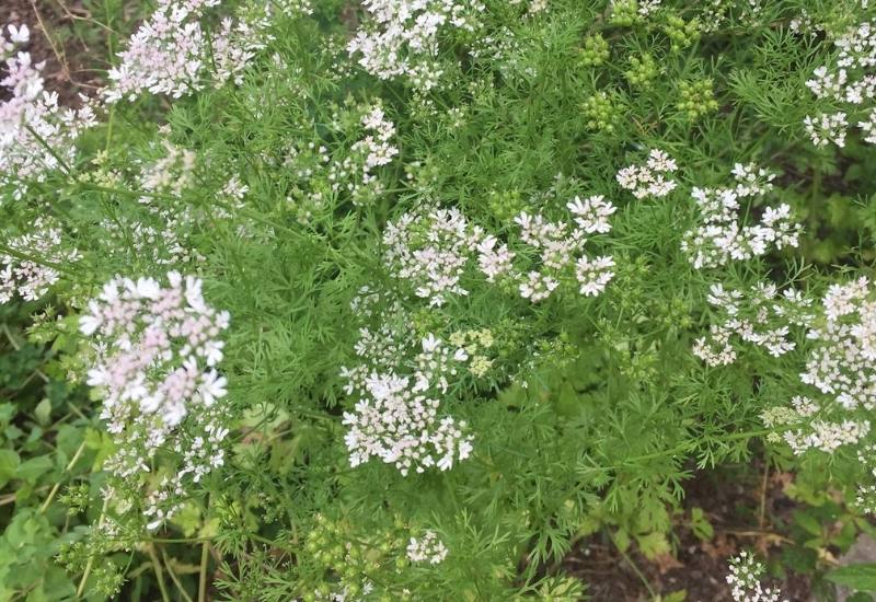 Why Does Cilantro Bolt? And How To Keep Cilantro From Flowering 3 Why Does Cilantro Bolt?