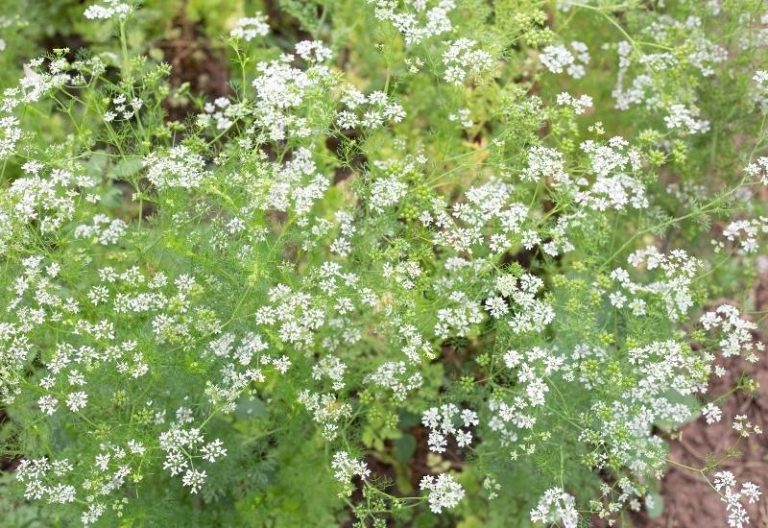 Why Does Cilantro Bolt? And How To Keep Cilantro From Flowering