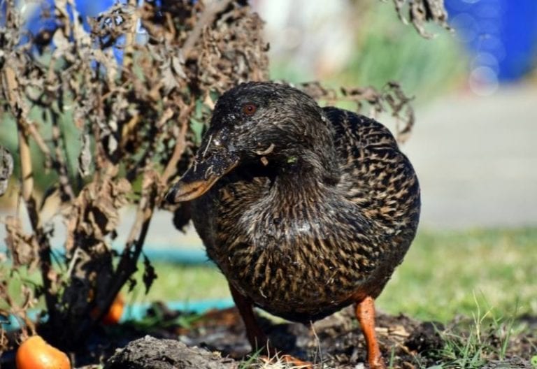 Yes, Birds Do Eat Tomatoes Here’s How To Keep Birds Off Tomato Plants