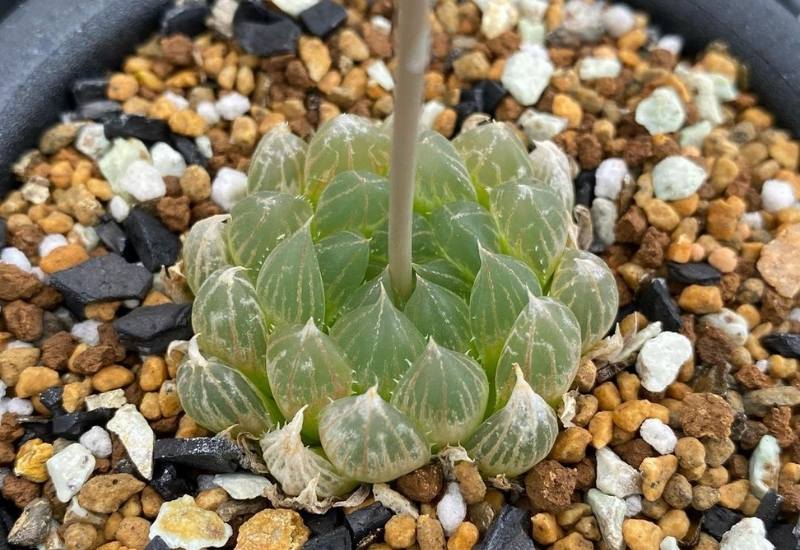 Window Hawortia (Hawortia cooperi var. truncata)