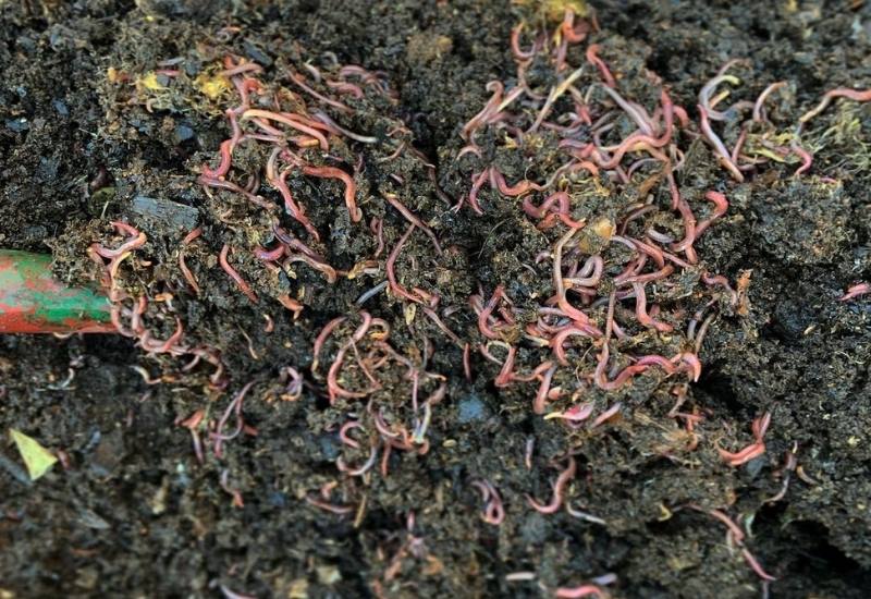 Worms and Worm Castings