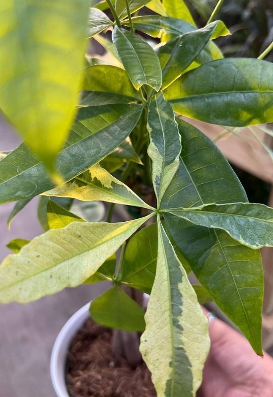 Money Tree Leaves Turning Yellow? Here's Why and How to fix it 14