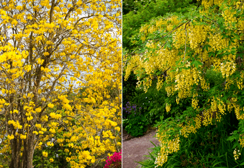 Yellow-Flowering Trees To Brighten Up Your Garden