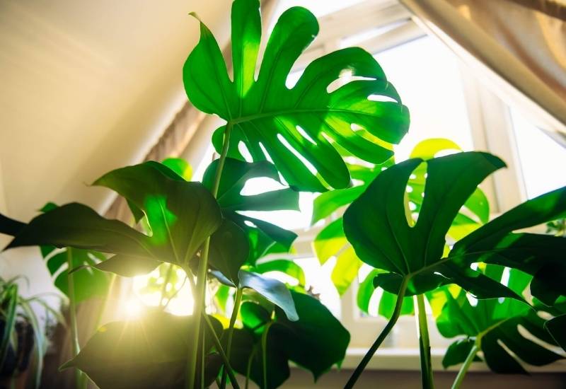 Your Monstera Is Getting Too Much Sunlight
