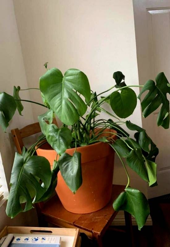 Your Monstera is in Shock