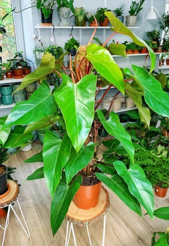 15 Large-Leaved Houseplants To Bring A Striking Piece Of Nature Into Your Indoor Spaces 3