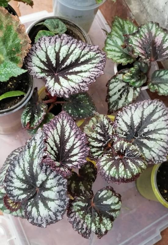 15 Large-Leaved Houseplants To Bring A Striking Piece Of Nature Into Your Indoor Spaces 12