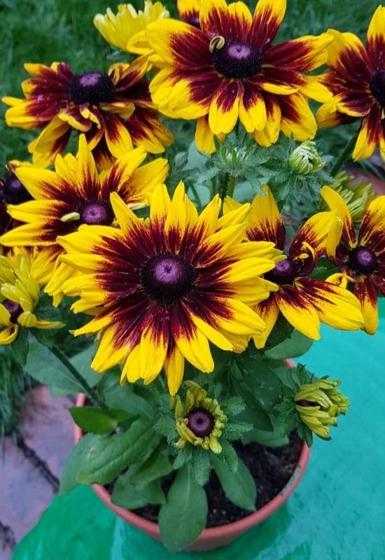 15 Sunflowers Look-Alikes That Might Just Be Better Than the Real Thing 2