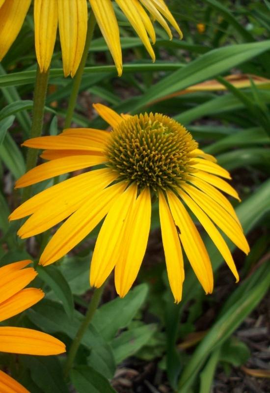 15 Sunflowers Look-Alikes That Might Just Be Better Than the Real Thing 1