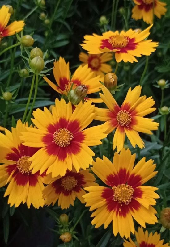 15 Sunflowers Look-Alikes That Might Just Be Better Than the Real Thing 7