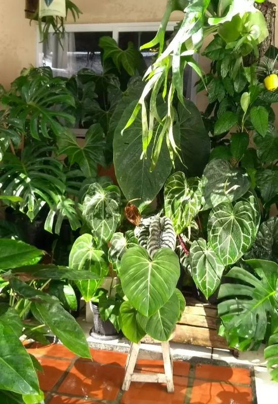 15 Large-Leaved Houseplants To Bring A Striking Piece Of Nature Into Your Indoor Spaces 1