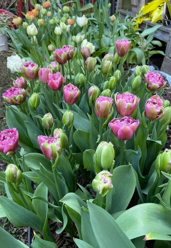 different types of tulips