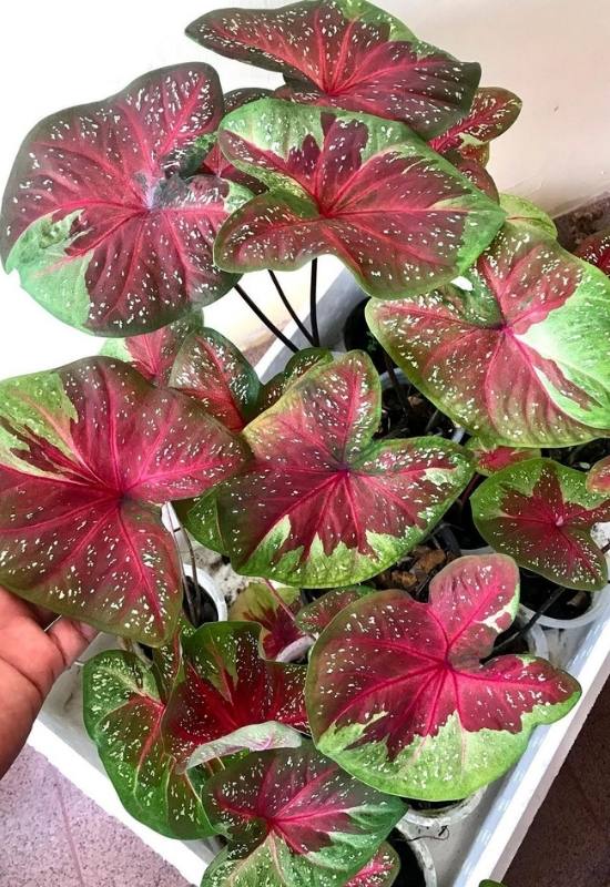 15 Large-Leaved Houseplants To Bring A Striking Piece Of Nature Into Your Indoor Spaces 10