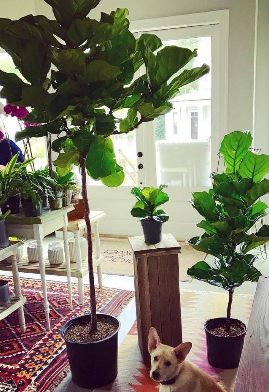Are Fiddle Leaf Figs Poisonous to Cats, Dogs, or Kids? 8
