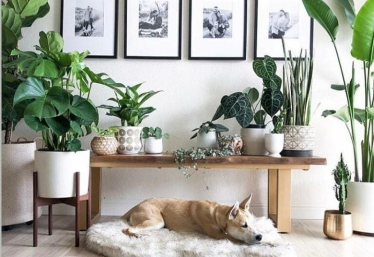 Are Fiddle Leaf Figs Poisonous to Cats, Dogs, or Kids?