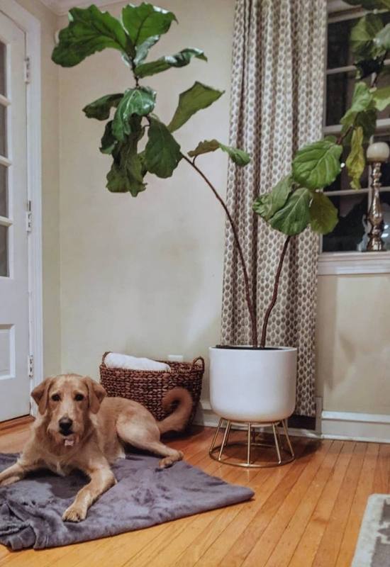 Are Fiddle Leaf Figs Poisonous to Cats, Dogs, or Kids?