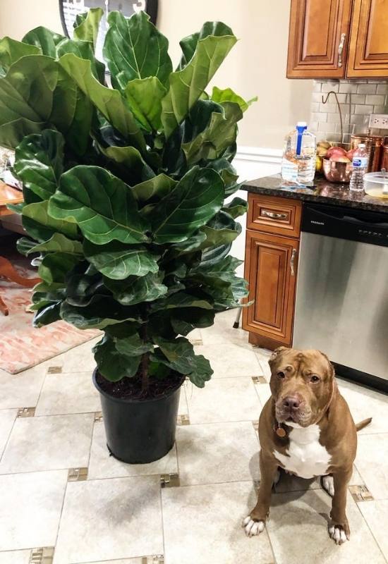 Are Fiddle Leaf Figs Poisonous to Cats, Dogs, or Kids? 21