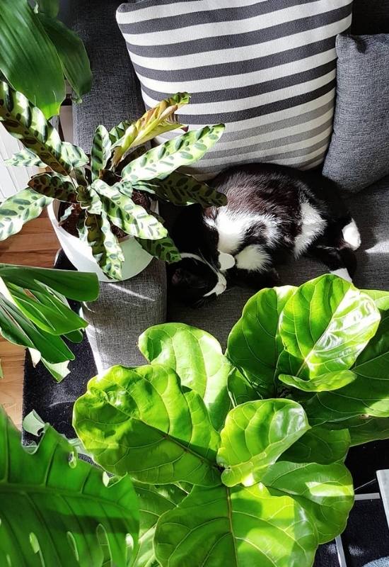 Are Fiddle Leaf Figs Poisonous to Cats, Dogs, or Kids? 17