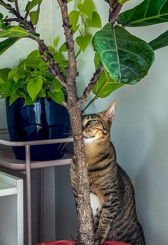 Are Fiddle Leaf Figs Poisonous to Cats, Dogs, or Kids? 18