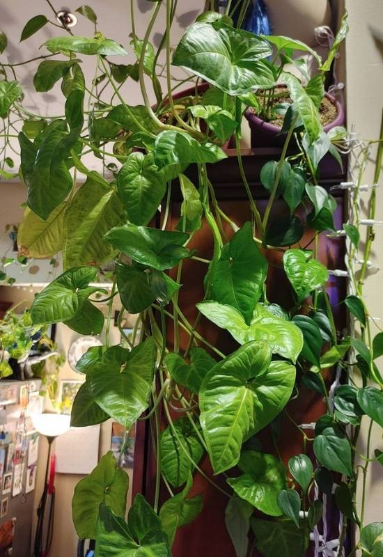 12 Low-Light Hanging Houseplants That Thrive in Near Darkness 12