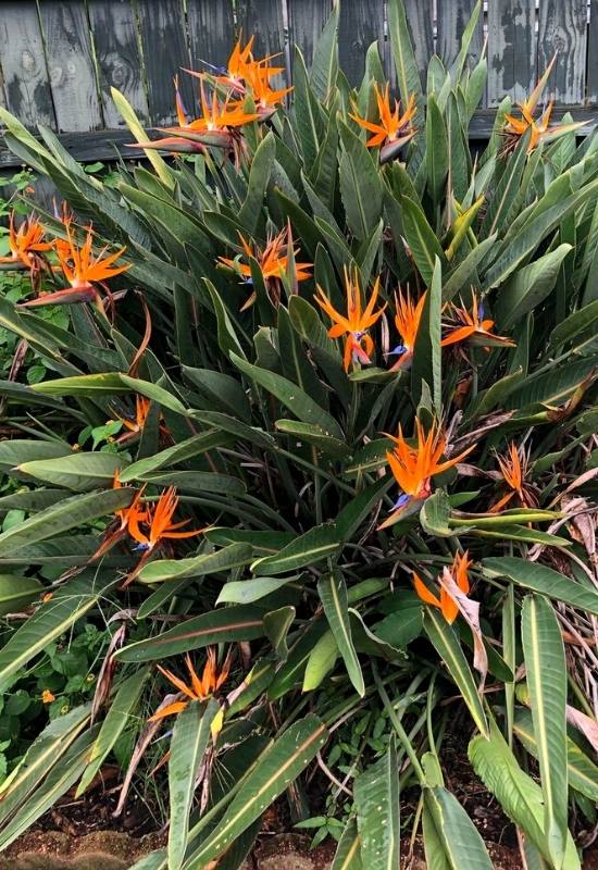 Bird of Paradise flower mimics a bird's appearance